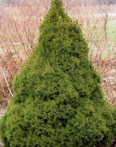 Weißfichte Conica 100- 110cm