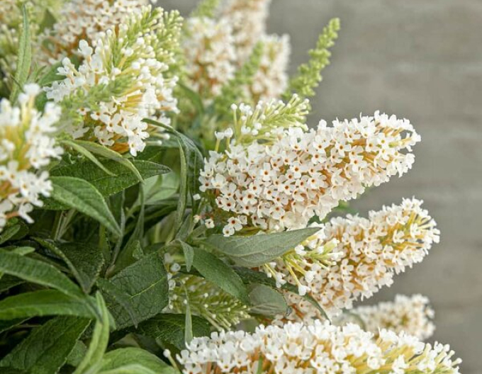 Budleja davidii Little White - Zwerg