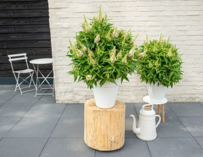Budleja davidii Little White - Zwerg