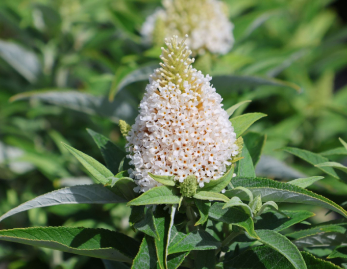 Budleja davidii Little White - Zwerg