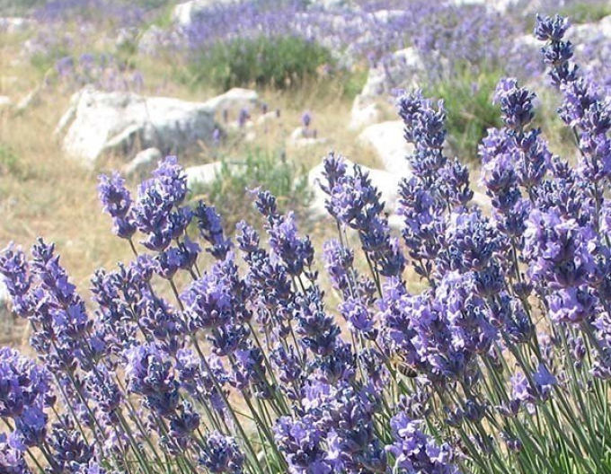 Lavendel schmalblättrig Vera