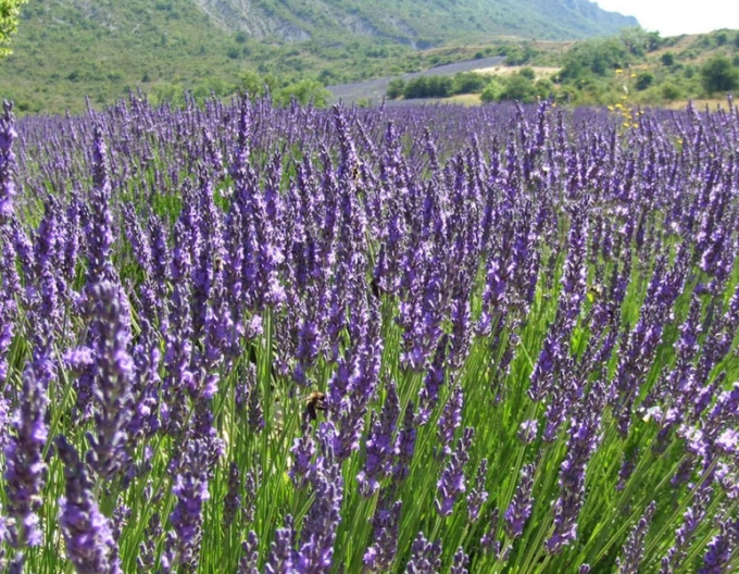 Lavendel schmalblättrig Vera