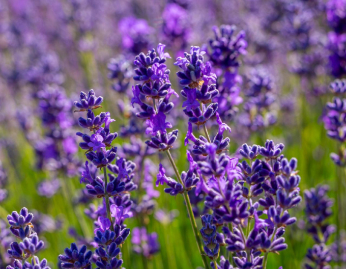 Lavendel schmalblättrig Vera