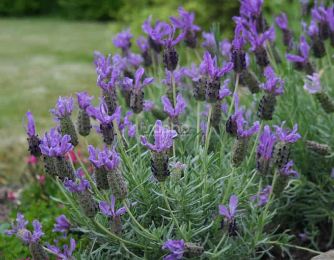 Lavendel Französisch