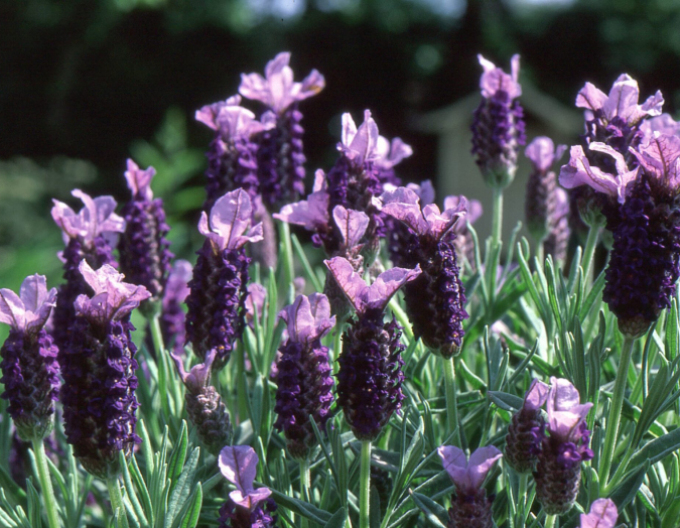 Lavendel Französisch