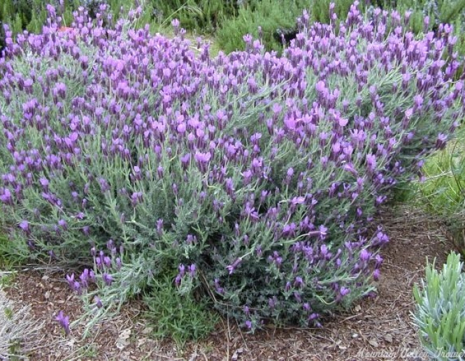 Lavendel Französisch