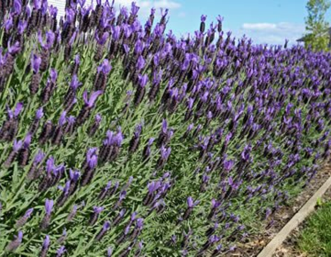 Lavendel Französisch