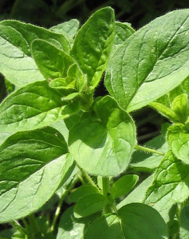 Oregano