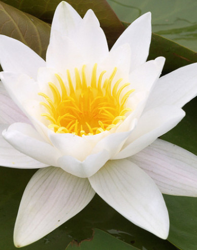 Seerose ´Alba Plenissima´