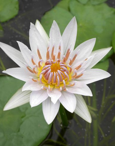 Seerose ´Alba Plenissima´