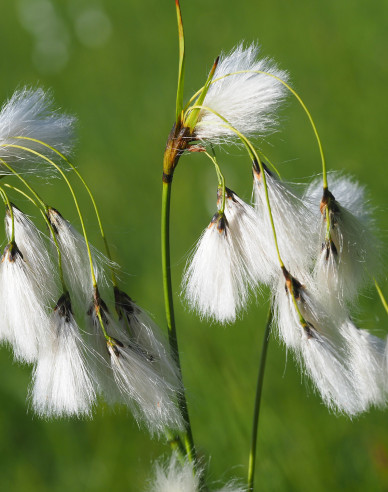 Schmalblättriges Wollgras