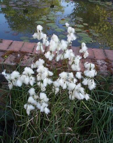 Schmalblättriges Wollgras