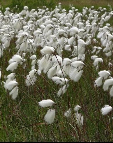 Schmalblättriges Wollgras