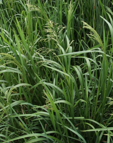 Großes Süßgras
