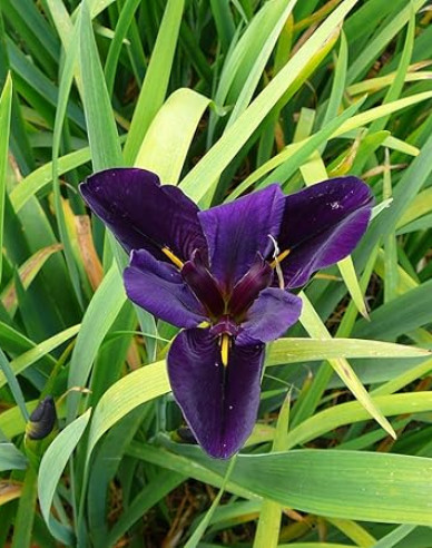 Iris Black Gamecock