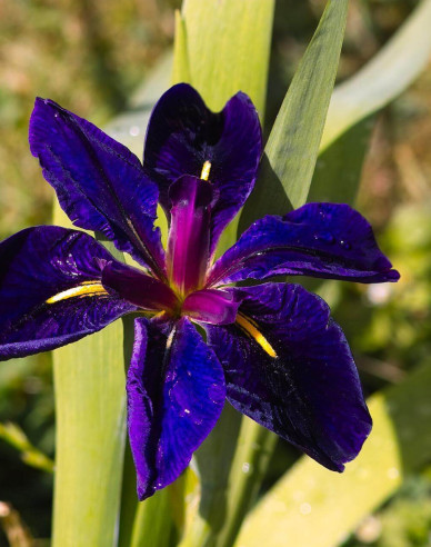 Iris Black Gamecock