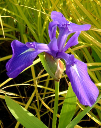 Iris Black Gamecock