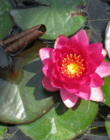 Seerose James Brydon