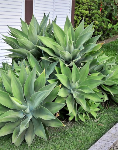 Agave Attenuata