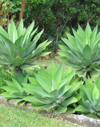 Agave Attenuata