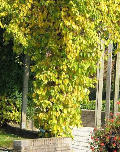 Rotblättriger Baumwürger Hermaphroditus