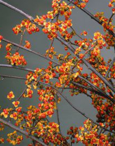 Rotblättriger Baumwürger Hermaphroditus