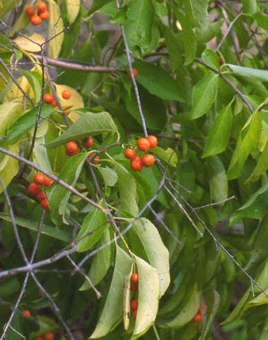 Rotblättriger Baumwürger Hermaphroditus