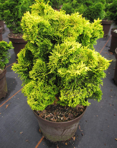 Hinoki-Zypresse Aurea Nana Stämmchen