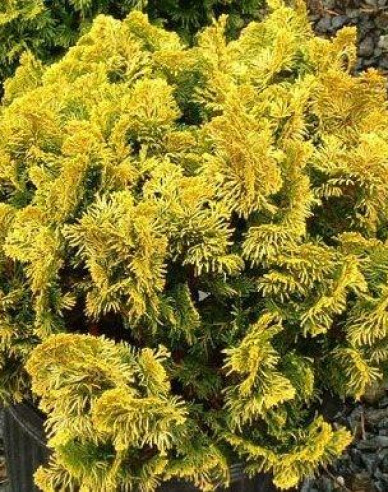 Hinoki-Zypresse Aurea Nana Stämmchen