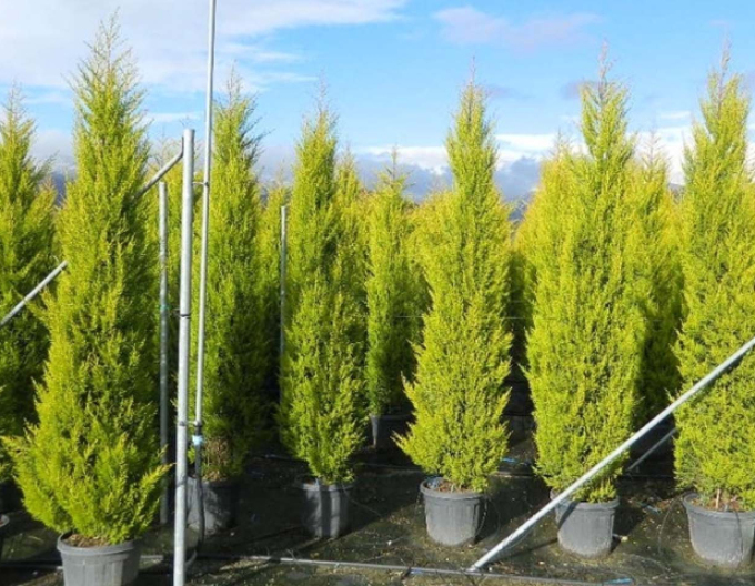 Zypresse Goldcrest