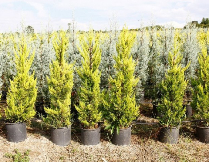 Zypresse Goldcrest