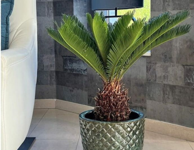 Japanischer Palmfarn