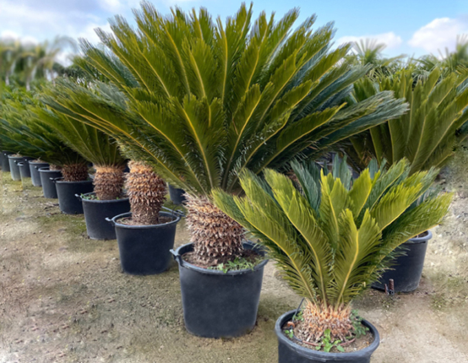 Japanischer Palmfarn