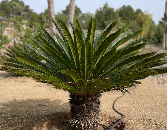 Japanischer Palmfarn