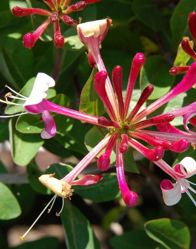 Immergrünes Geißblatt