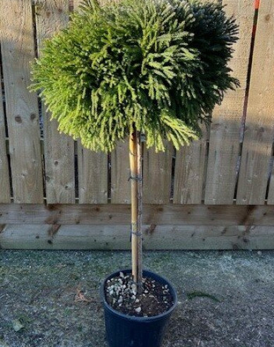 Japanische Sicheltanne Globosa Nana Stämmchen