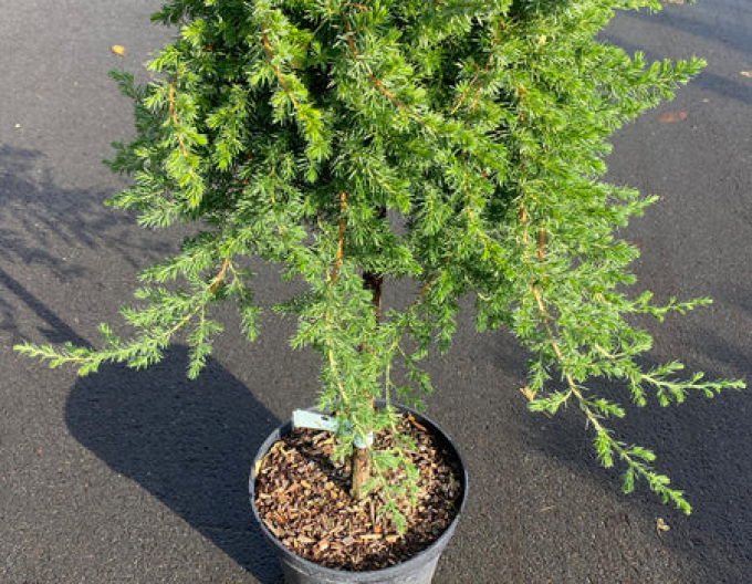 Wacholder Blue Pacific - Stämmchen