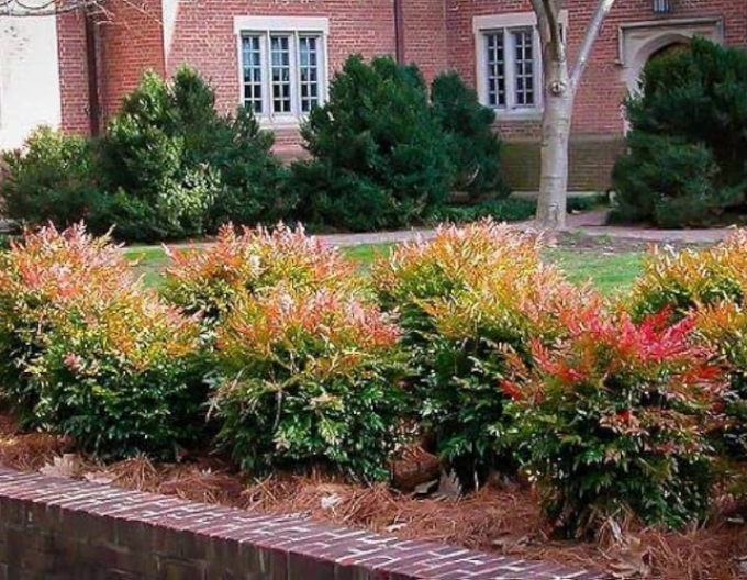 Nandina Gulf Stream
