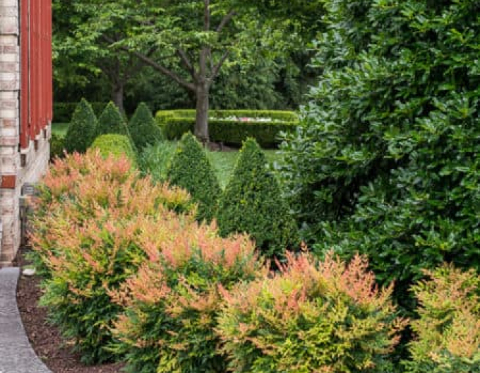 Nandina Gulf Stream
