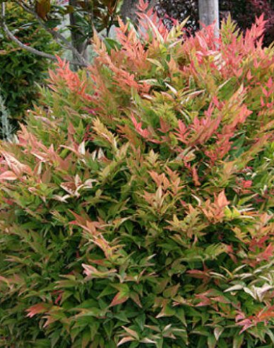 Nandina Gulf Stream 20/25cm