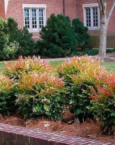 Nandina Gulf Stream 20/25cm