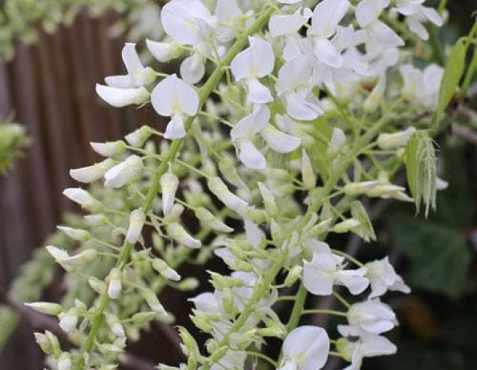Chinesische Glyzinie Longhisima Alba