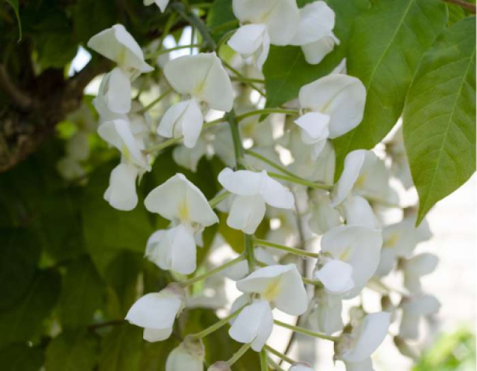 Chinesische Glyzinie Longhisima Alba