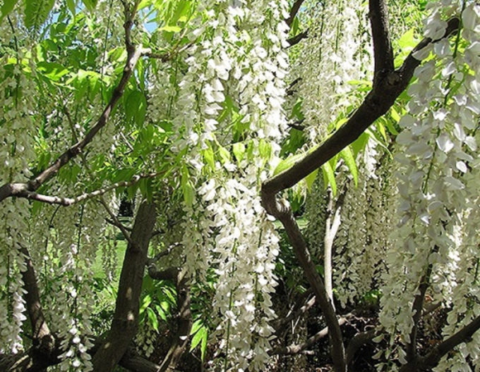 Chinesische Glyzinie Longhisima Alba