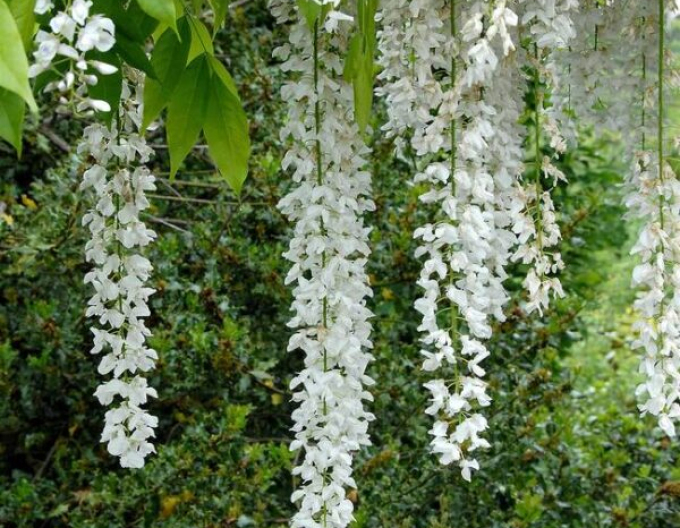 Chinesische Glyzinie Longhisima Alba