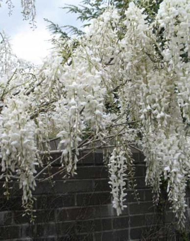 Blühende Glyzinie Capitan Fuji