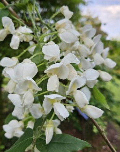 Blühende Glyzinie Capitan Fuji