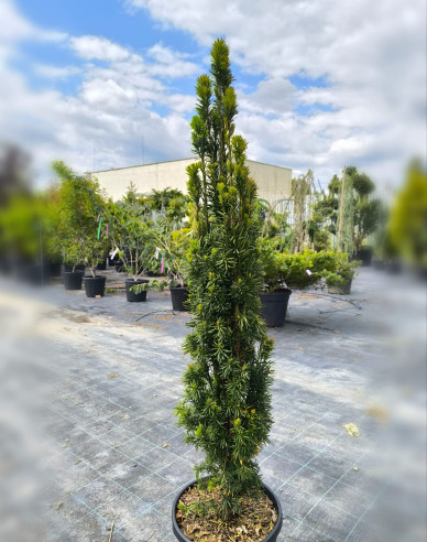 Gemeine Eibe Hibernica