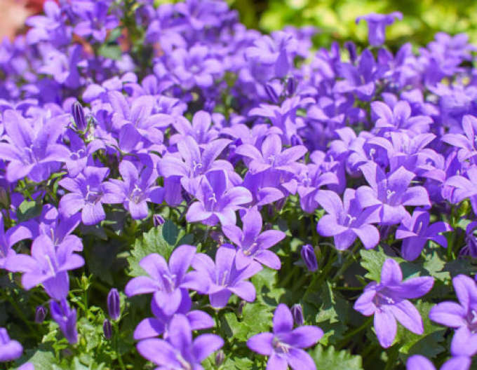 Polsterglockenblume "Blau"