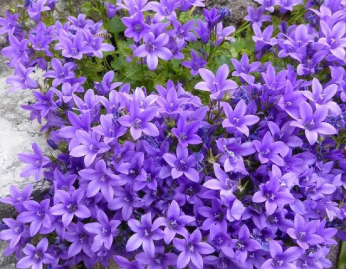 Polsterglockenblume "Blau"